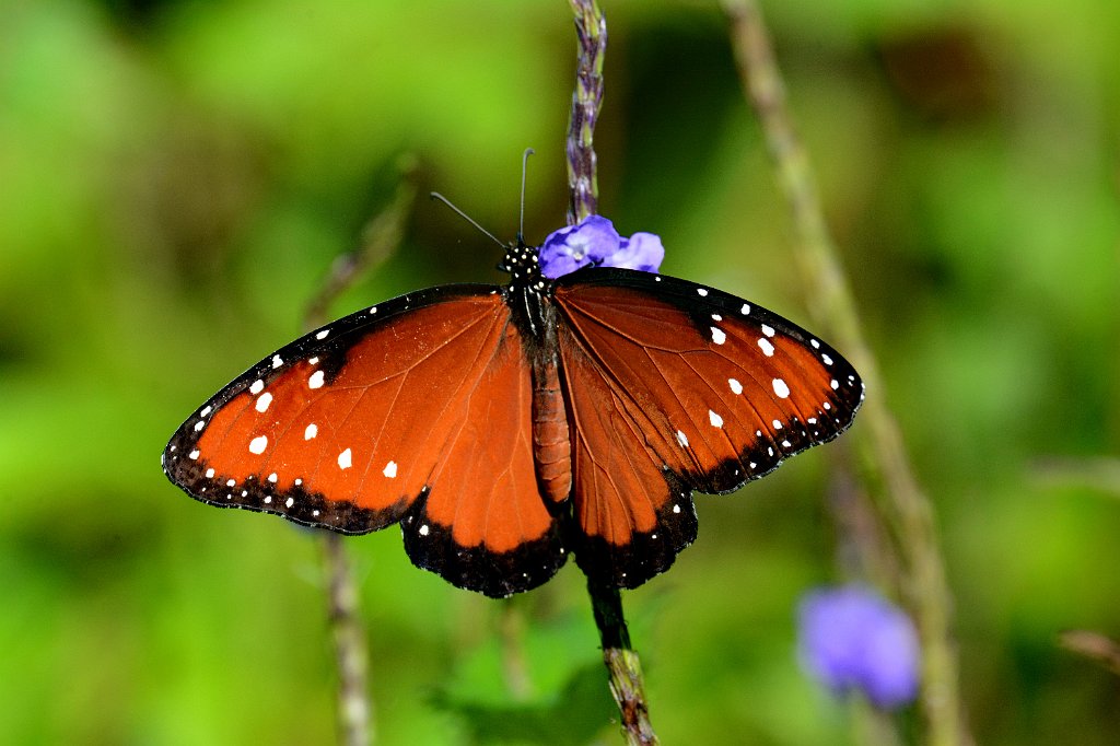 145 2015 Okeeheelee Nature Center, FL.01109113.JPG - Queen (Danaus gilippus). Butterfly. Okeeheelee Naature Center, FL, 1-10-2015